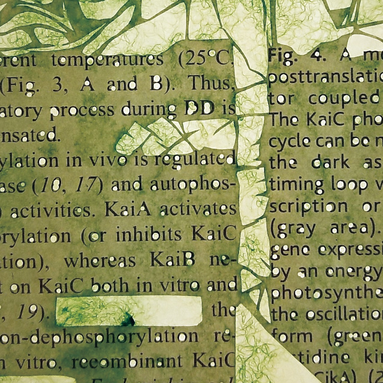 Culturing ‘Paper’cut